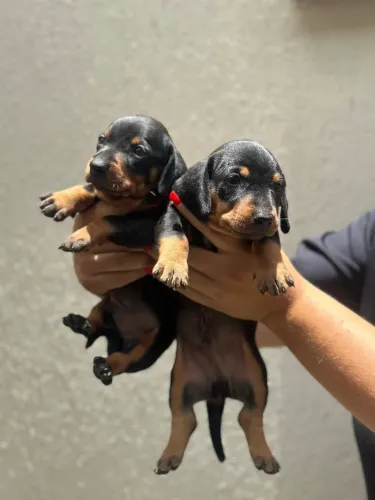 Salsichas Filhotes Machos