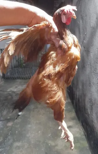 Galinha caipira