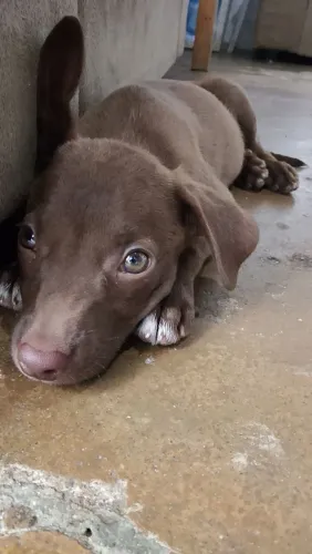 Cachorrinha pra doação 