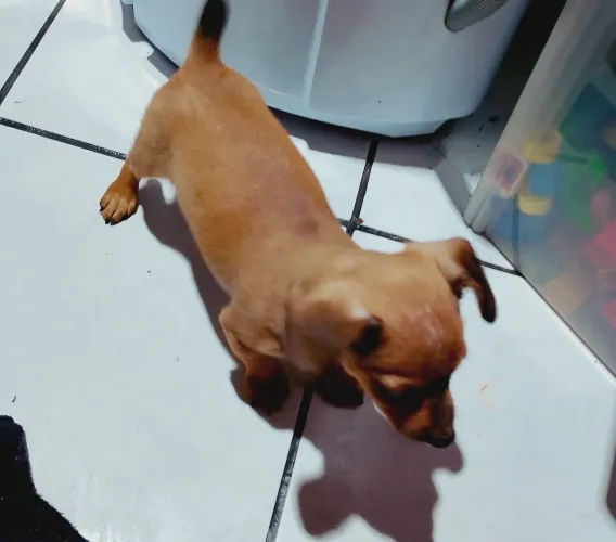 Cachorro