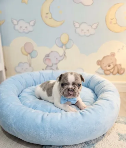 Lindo Bulldog Francês