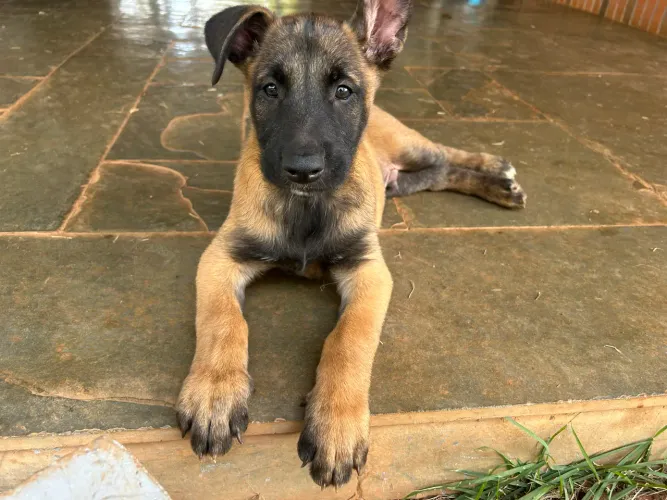 Pastor Malinois com Pedigree a venda.