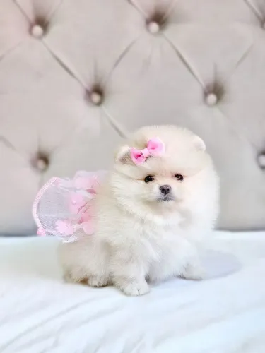 Filhotes Spitz Alemão - Lulu da Pomerânia 