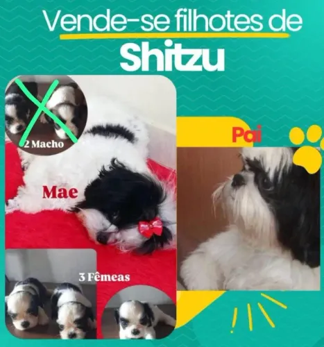 Vende-se Filhote de Shitzu Fêmea 