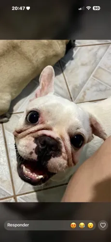 Buldogue francês