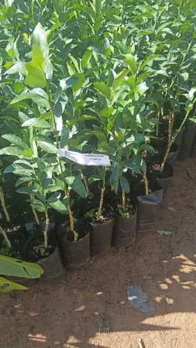Mudas Frutíferas e Ornamentais