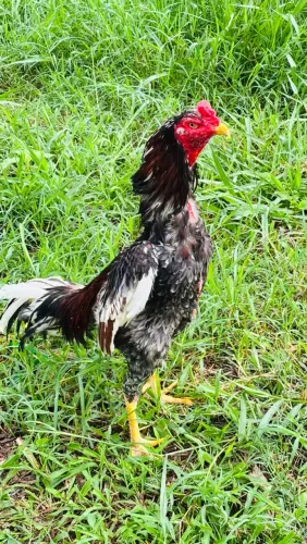 Galo índio