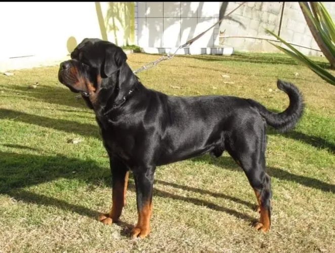 Filhotes de Rottweiler disponível!