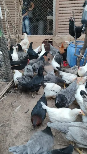 Galinhas da raça gLC