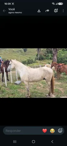 Cavalo