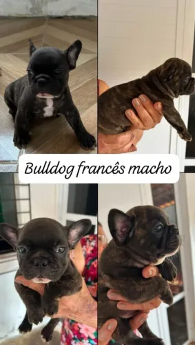Bulldog francês macho