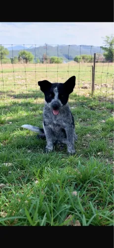 Boiadeiro australiano