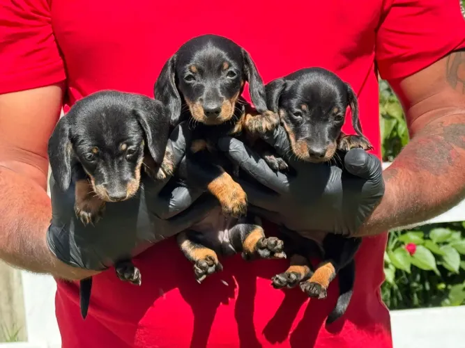 Dachshund | Um amor que nunca abandona