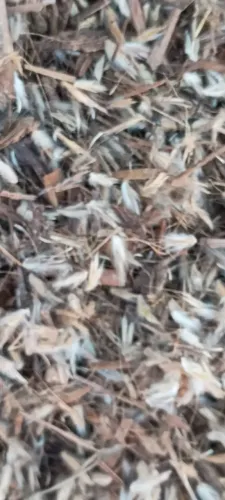 Sementes de Andropogon 