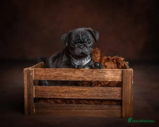 Neném pug de linhagem selecionada saudável e dócil para casa