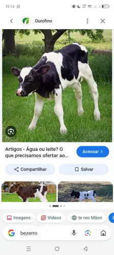 Vende bezerro holandês