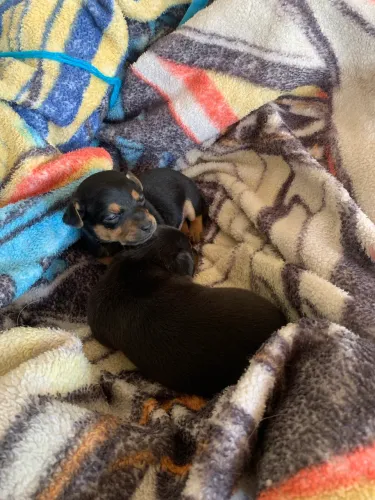 Filhote d Pinscher número um bem miudinho