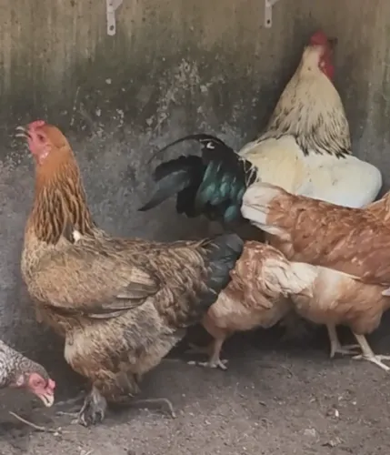 Galinha Brahma Perdiz 