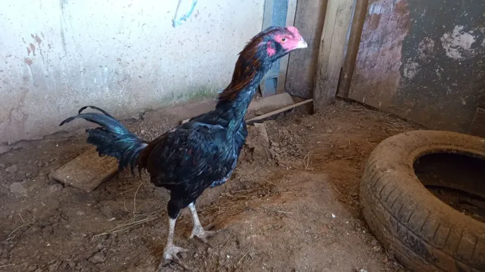 Frango indio barbudo