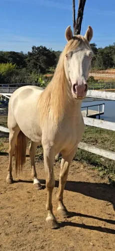 Vendo Mangalarga Marchador