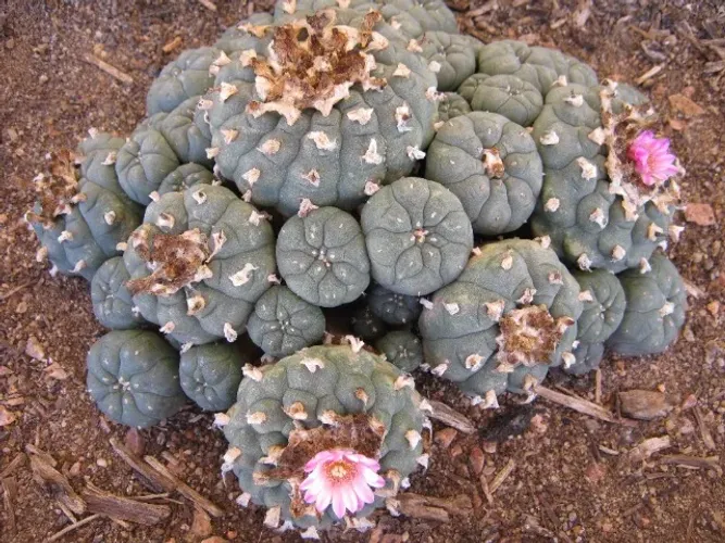 Lophophora williamsii var. jourdaniana