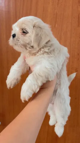 Shih Tzu