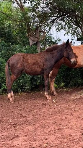 Burro preto calçado