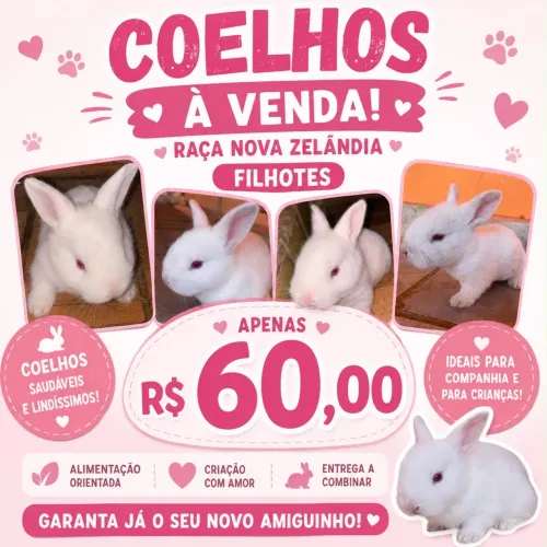 Filhotes de coelho Nova Zelândia disponíveis ?