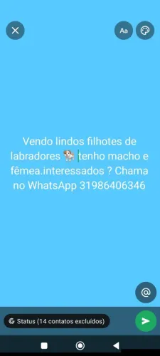 Vendo lindos filhotes de labradores, interessados chama no WhatsApp *