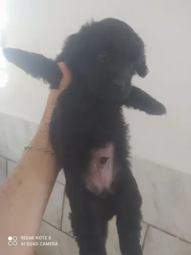 Filhotes macho nascidos em 11/1/26 R$ 300,