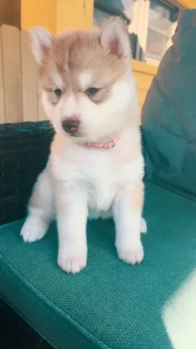 Filhotes de Husky Siberiano | Beleza que chama atenção!