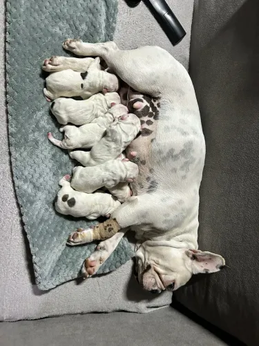 Filhotes buldog Francês
