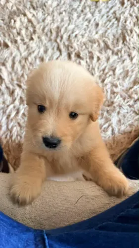 GOLDEN FILHOTE MACHO