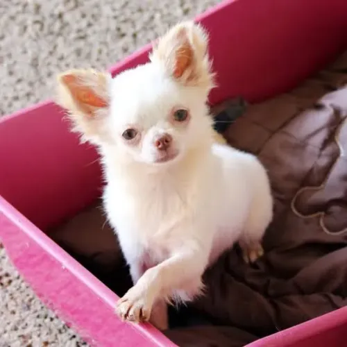 Chihuahua pelo longo Branquinhos