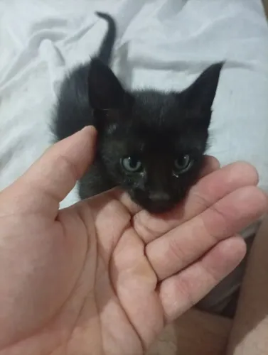 Doação de dois Gatos filhotes 1 mês m