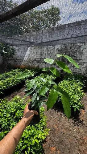 Cumarú precóce 