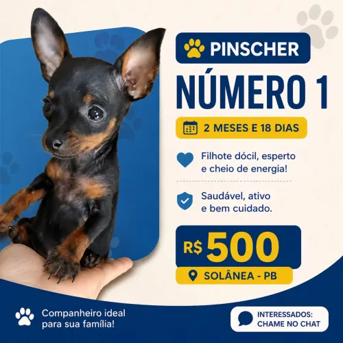 pinscher numero 1