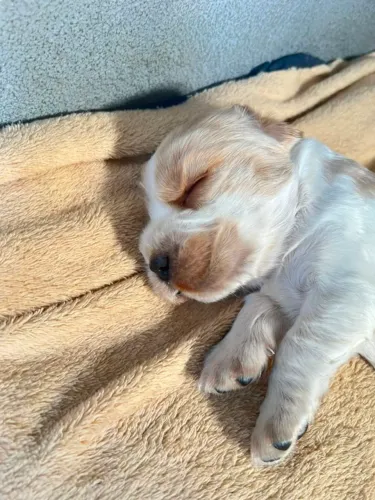 Filhotes de Cocker Spaniel Inglês Puro - Macho e Fêmea Disponíveis