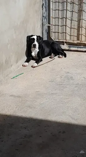 Sansao p doação 