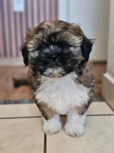 Shihtzu Macho