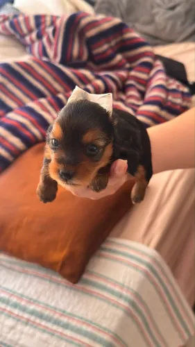 Yorki Micro