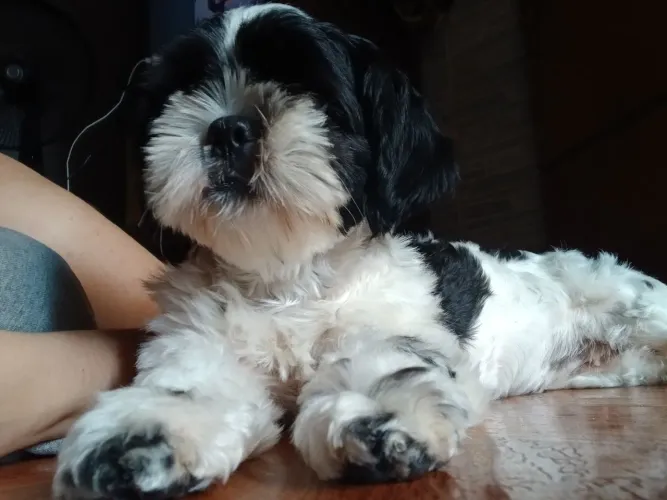 Fêmea shih Tzu aprocura de um namorado