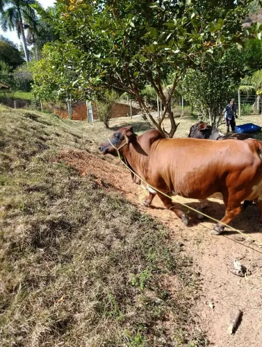 Vendo mini vaca.
