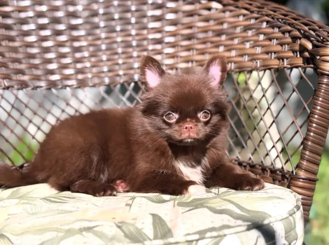 Chihuahuas pelo longo Á venda.
