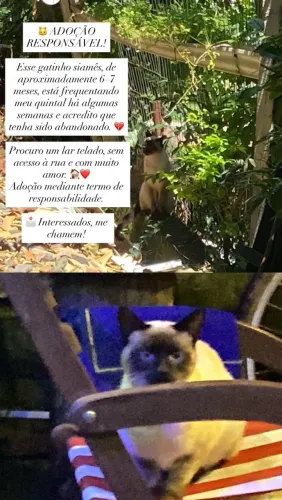 Gatinho sialata para adoção responsável 