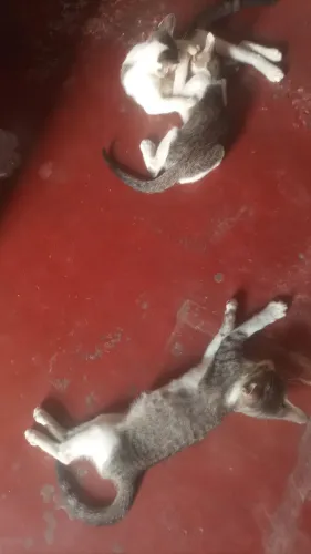 Doação 