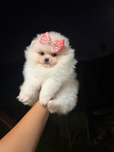 Lulu da pomerania Ursinho