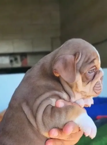 Filhote buldogue inglês 