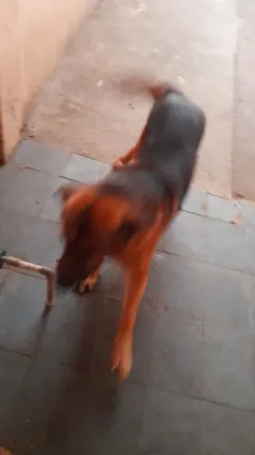 Cachorro pastor alemão