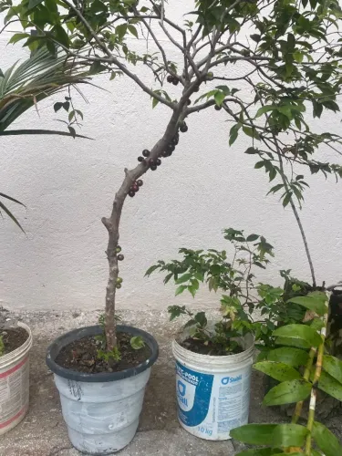 pe de jabuticaba